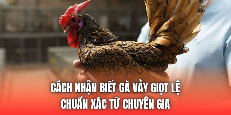 Cách Nhận Biết Gà Vảy Giọt Lệ Chuẩn Xác Từ Chuyên Gia