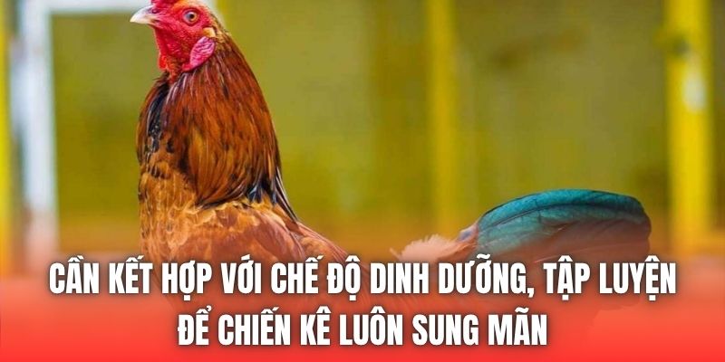 Cần kết hợp với chế độ dinh dưỡng, tập luyện để chiến kê luôn sung mãn