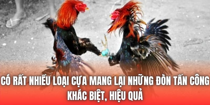 Có rất nhiều loại cựa mang lại những đòn tấn công khác biệt, hiệu quả