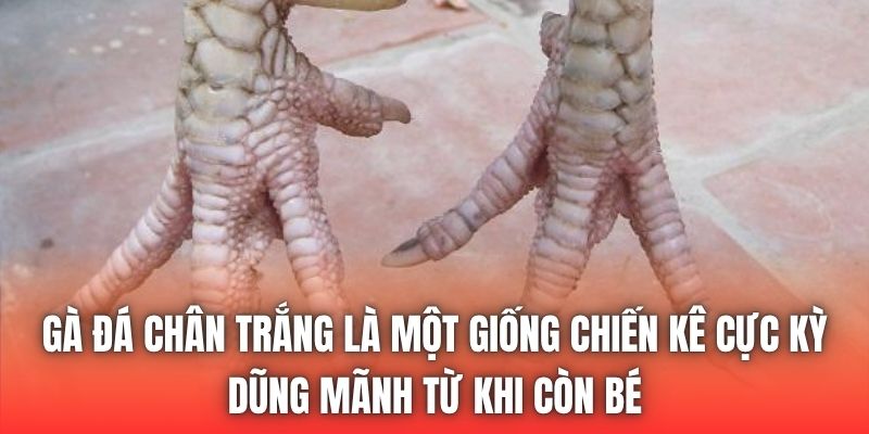 Gà đá chân trắng là một giống chiến kê cực kỳ dũng mãnh từ khi còn bé
