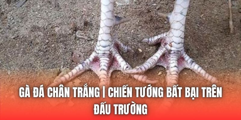 Gà Đá Chân Trắng | Chiến Tướng Bất Bại Trên Đấu Trường