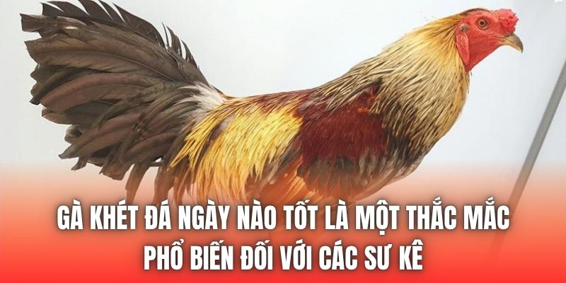 Gà khét đá ngày nào tốt là một thắc mắc phổ biến đối với các sư kê