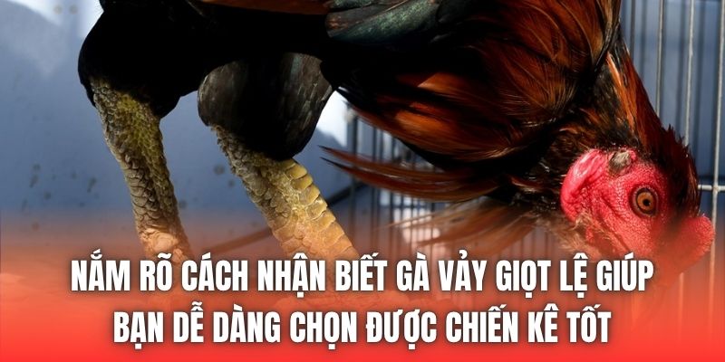 Nắm rõ cách nhận biết gà vảy giọt lệ giúp bạn dễ dàng chọn được chiến kê tốt