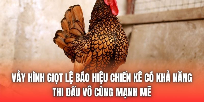 Vảy hình giọt lệ báo hiệu chiến kê có khả năng thi đấu vô cùng mạnh mẽ
