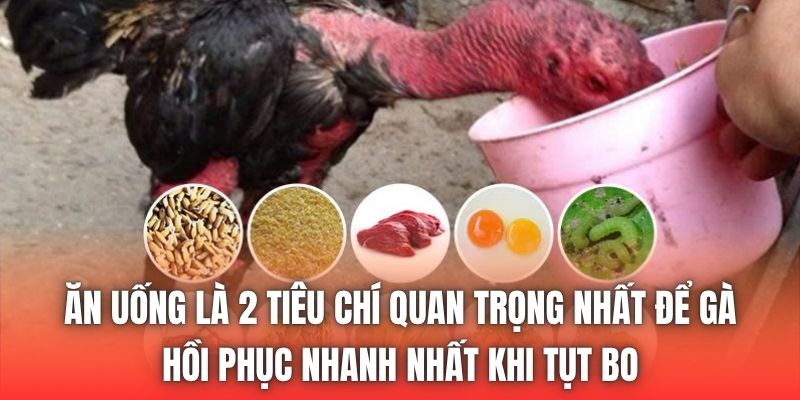 Ăn uống là 2 tiêu chí quan trọng nhất để gà hồi phục nhanh nhất khi tụt bo