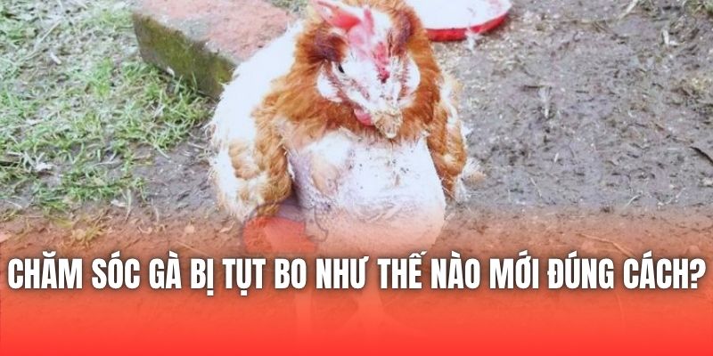 Chăm Sóc Gà Bị Tụt Bo Như Thế Nào Mới Đúng Cách?